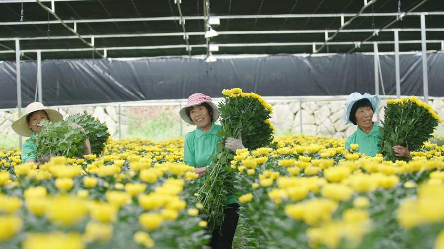 菊花采收.jpg